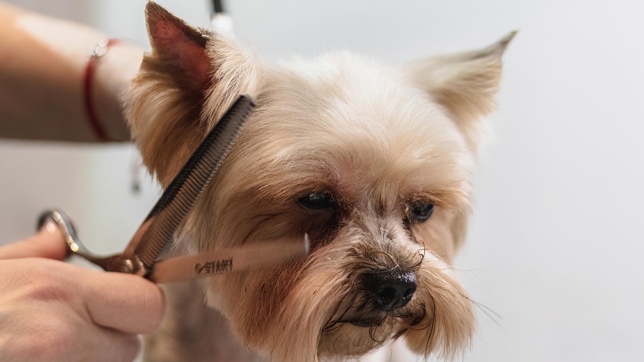 dog, grooming, professional, nature, haircut, animal, pet care, pet, canine, dog haircut, domestic animal
